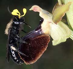 Andrena carbonaria avec pollinies d'Ophrys passionis, Quiberon, Morbihan, 31 mars 2003