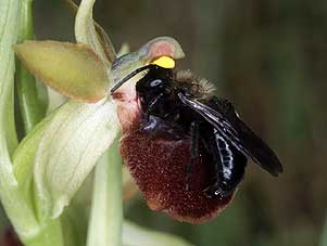 Andrena carbonaria mâle, pseudocopulation céphalique sur Ophrys passionis, Quiberon, Morbihan, 31 mars 2003