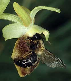 Andrena nigroaenea mle, pseudocopulation cphalique sur Ophrys sphegodes, Loire-Atlantique, avril 2004.