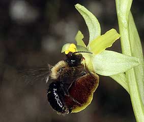 Andrena thoracica mâle, pseudocopulation céphalique sur Ophrys sphegodes, Loire-Atlantique, avril 2004.