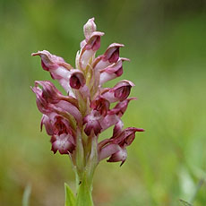 Orchis coriophora