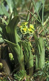 Epipactis helleborine en avril