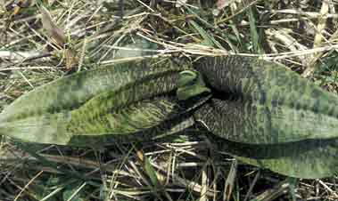 Dactylorhiza fuchsii x incarnata, Crozon (Finistre) 01/05/98