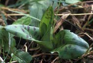 Dactylorhiza fuchsii, Plestin-les-Grves (Ctes-d'Armor) 28/02/00
