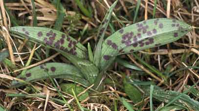 Dactylorhiza maculata, Louannec (Ctes-d'Armor) 16/02/99