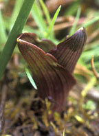 Epipactis palustris, Erdeven (Morbihan) 03/04/99