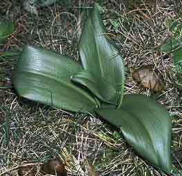 Himantoglossum hircinum, Frhel (Ctes-d'Armor) 25/10/98