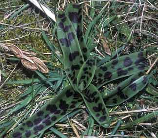 Orchis mascula, Pleumeur-Bodou (Ctes-d'Armor) 06/02/99