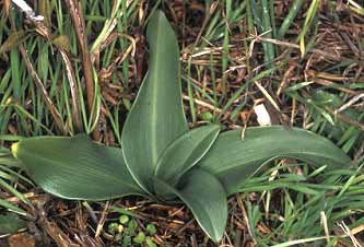 Ophrys apifera, Trbeurden (Ctes-d'Armor) 17/11/03