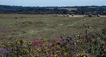 Fauchage de landes, Monts d'Arre, Finistre