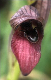 Pseudocopulation par Ceratina cucurbitina mle.