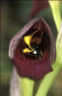 Capture des pollinies sur la tte.