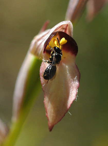 Ceratina cucurbitina mâle sortant de la fleur avec des pollinies collées sur la tête, Brenne, 17 mai 2011, photo Jean-Michel Lucas.