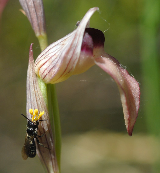 Ceratina cucurbitina mâle avec des pollinies de Serapias lingua collées sur la tête, Brenne, 17 mai 2011, photo Jean-Michel Lucas.