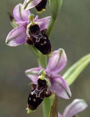 Ophrys scolopax (Plouhinec, Morbihan, 12 juin 1996)