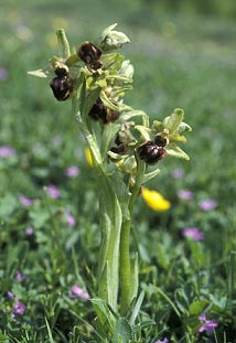 Pieds fleuris (Ctes d'Armor - 15/05/00)