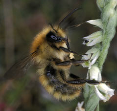 Bombus pascuorum - Ctes d'Armor