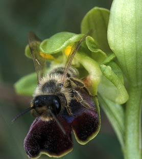 Pseudocopulation abdominale par Andrena flavipes mle (en attente de confirmation par un expert), Finistre