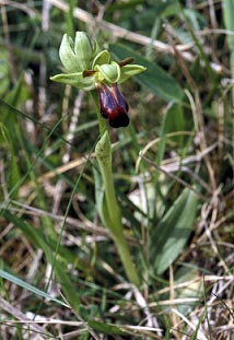 Pied fleuri, Ctes d'Armor,  08/05/98