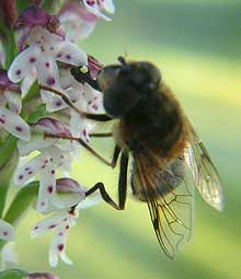 Eristalis pertinax avec pollinie d'Orchis ustulata sur la trompe.