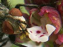 Sarcophaga carnaria et pollinies d'Orchis ustulata colles sur la trompe.