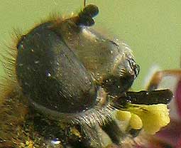 Eristalis sp avec pollinies d'Orchis ustulata colles sur la trompe.