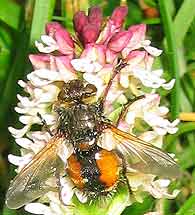 Echinomyia magnicornis sur Orchis ustulata, Loire-Atlantique, mai 2004.