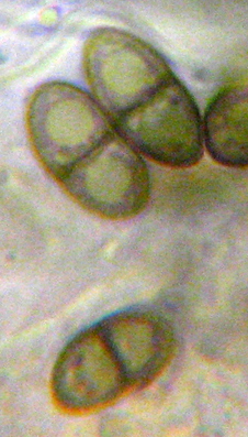 spores brunes  1 cloison