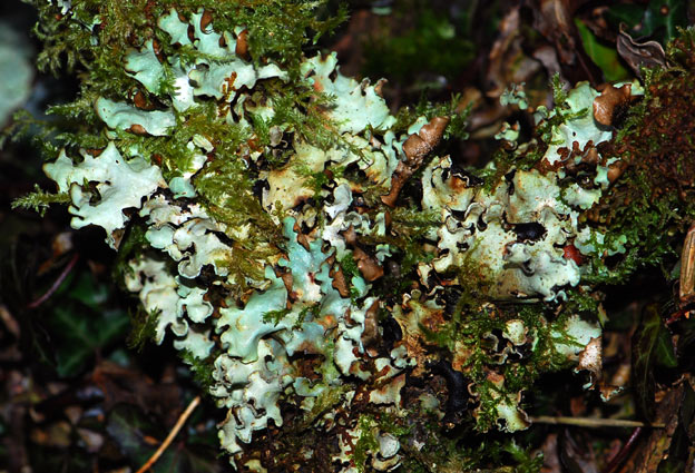 Huelgoat (29) - Chaos de Huelgoat ; arbre moussu.