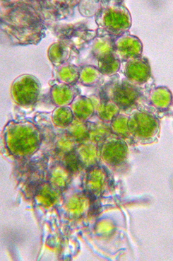 cellules algales globuleuses avec contenu vert
