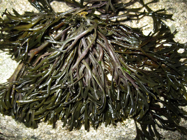 algue marine : Pelvetia canaliculata - Trélévern (Côtes d'Armor)