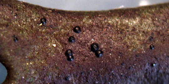 pétithèces de Collemopsidium pelvetiae (loupe binoculaire)