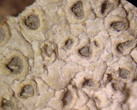 apothécies urcéolées, pruineuses, 2 mm de diamètre