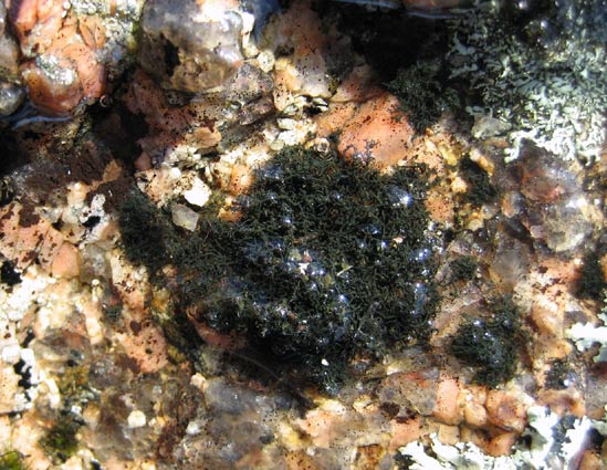 Perros-Guirec (22) - La Clarté ; rocher granite avec eau de ruissellement