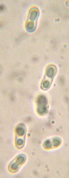 Spores  1 cloison,  resserres au milieu 7-12 x 3-5 m