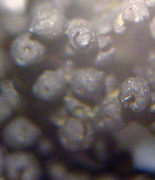 apothécies apicales sphériques, jusqu'à 2 mm de diamètre