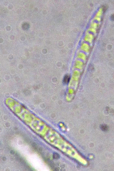 spores cloisonnes, fusiformes