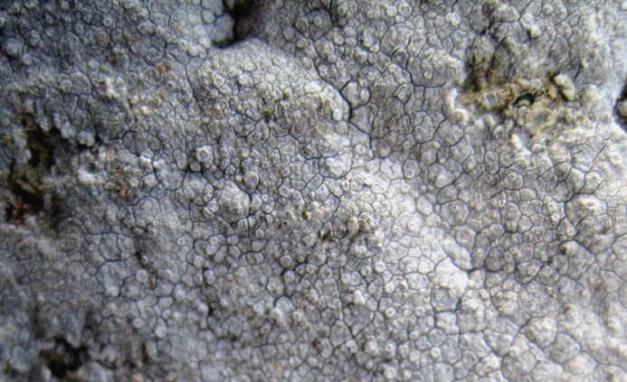 surface du thalle craquele-arole