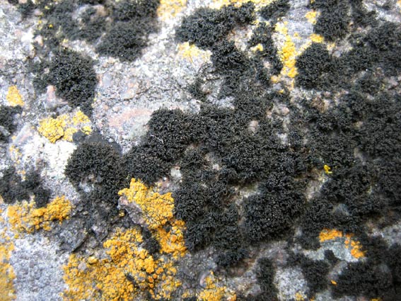 Ploubazlanec (22) - Pointe de la Trinité ; rocher niveau hautes mers