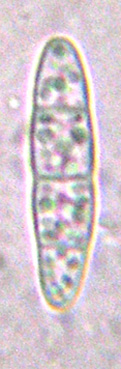 spores cloisonnées, 16-36 x 4-6 µm