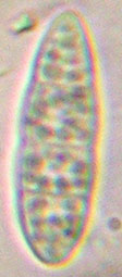 spores 13-24 x 3-5 m, (0)3 cloisons
