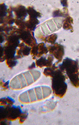 spores15-24 x 4-6 µm