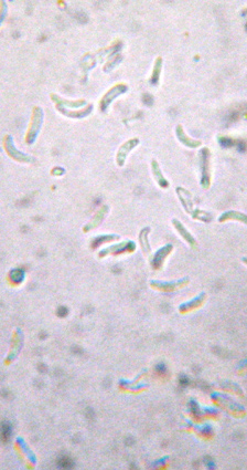pycnidiospores 4-9 m de long 