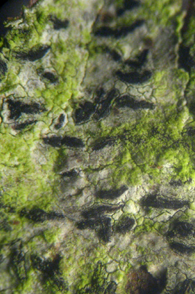 lirelles demi-enfoncées dans le thalle ; les parties jaune-vert sont des algues