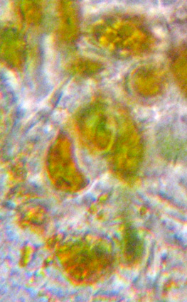 algue Trentepohlia