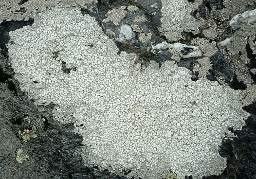 Scrignac (29) - Cragou ; sur rocher en quartzite