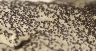 isidies noirâtres en granules aplatis, discoïdes