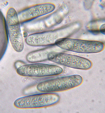 spores 30-50 x 7-10 µm