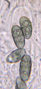 spores brunes  1 cloison, 14-24 x 7-10 m