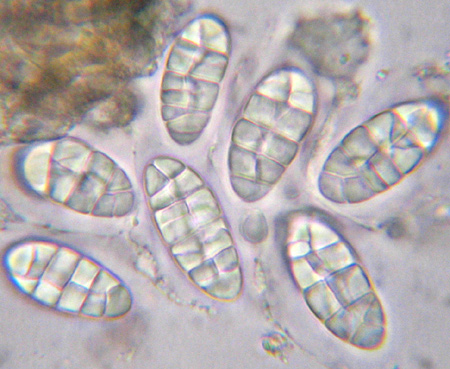 spores murales, 20-50 x 12-24 µm